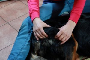 Klassische Massage bim Hund