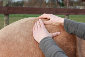 Klassische Massage beim Pferd