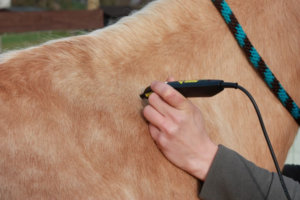 Lasertherapie beim Pferd