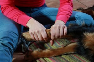 Manuelle Therapie beim Hund