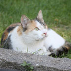 Tierphysiotherapie bei Katzen