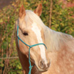 Tierphysiotherapie bei Pferden