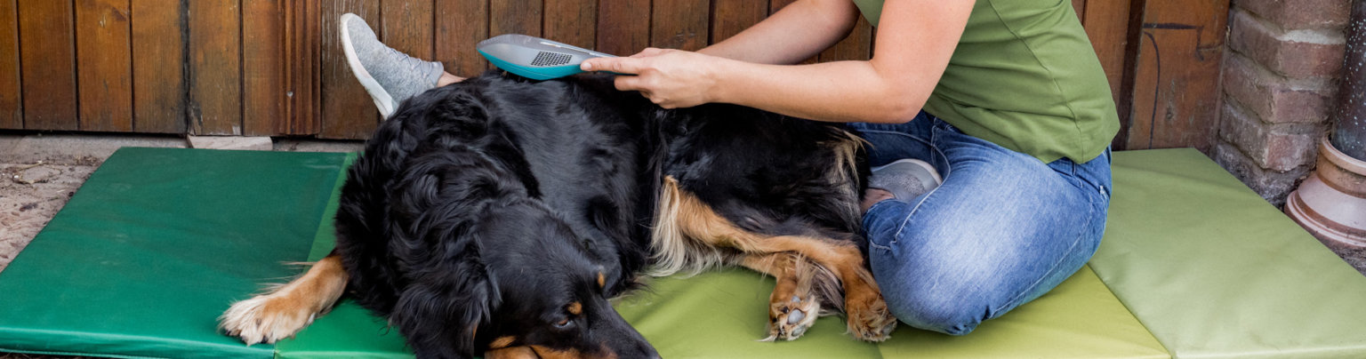 LasertherapieHund Tierphysiotherpie move Mobile Praxis